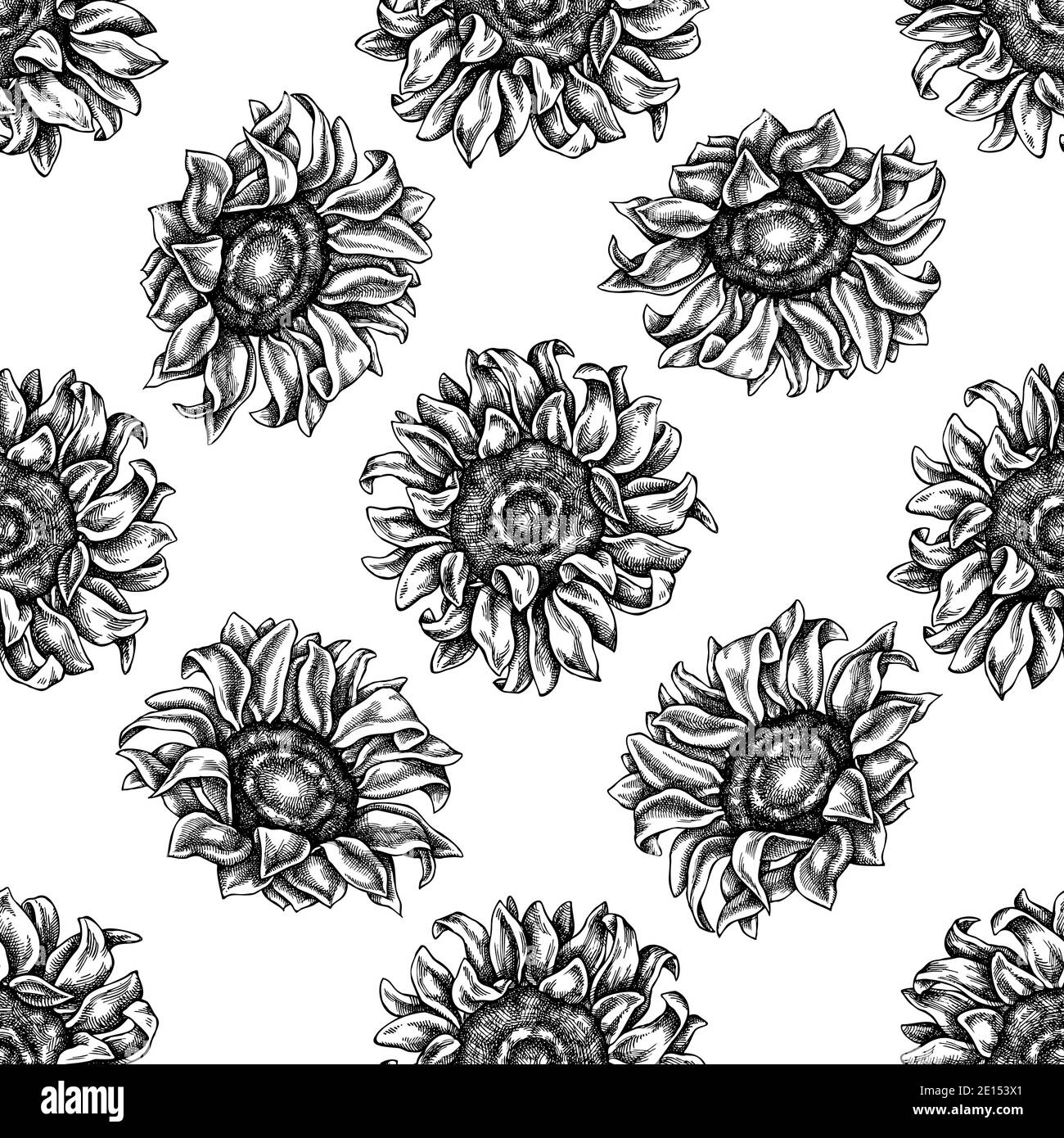 Engraved sunflower Black and White Stock Photos & Images - Alamy
