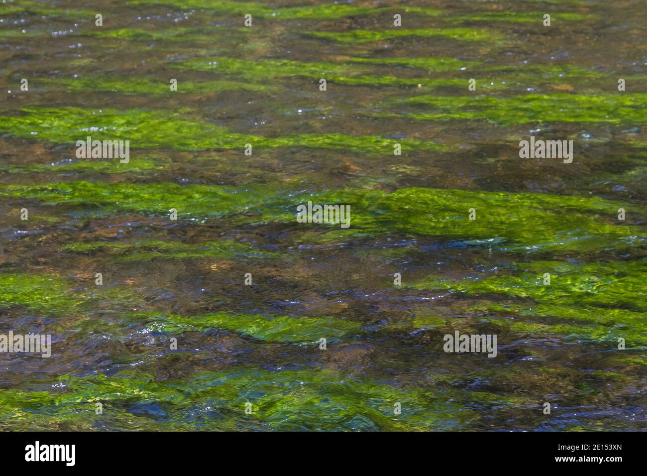 Water Plants In The River Black Rain Form An Interesting Play Of Colors