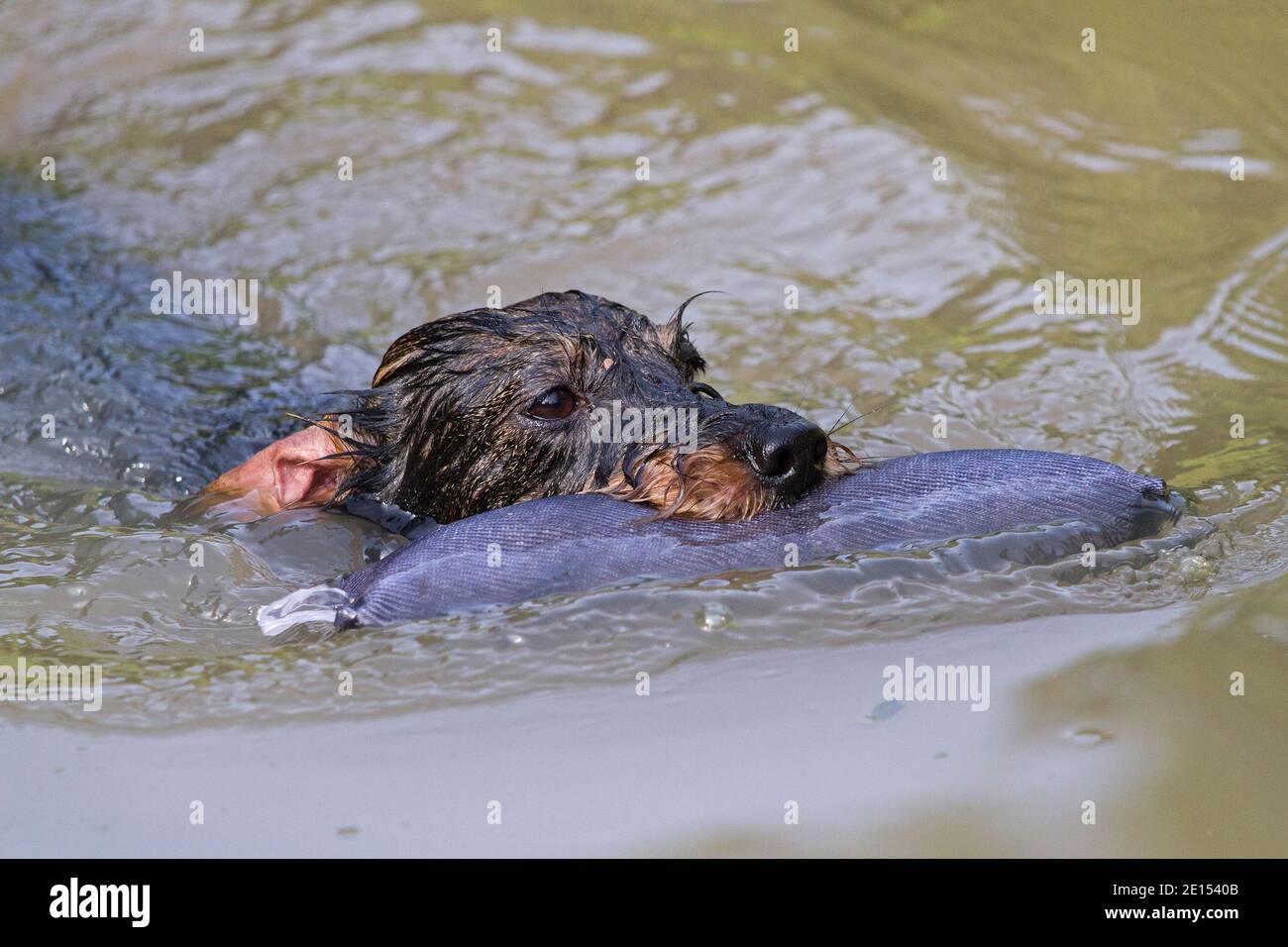 Enthusiastic Dachshund In The Water Work With Dummy Stock Photo