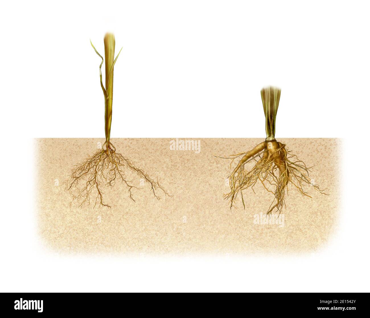 a detailed illustration of the plant's root structure Stock Photo