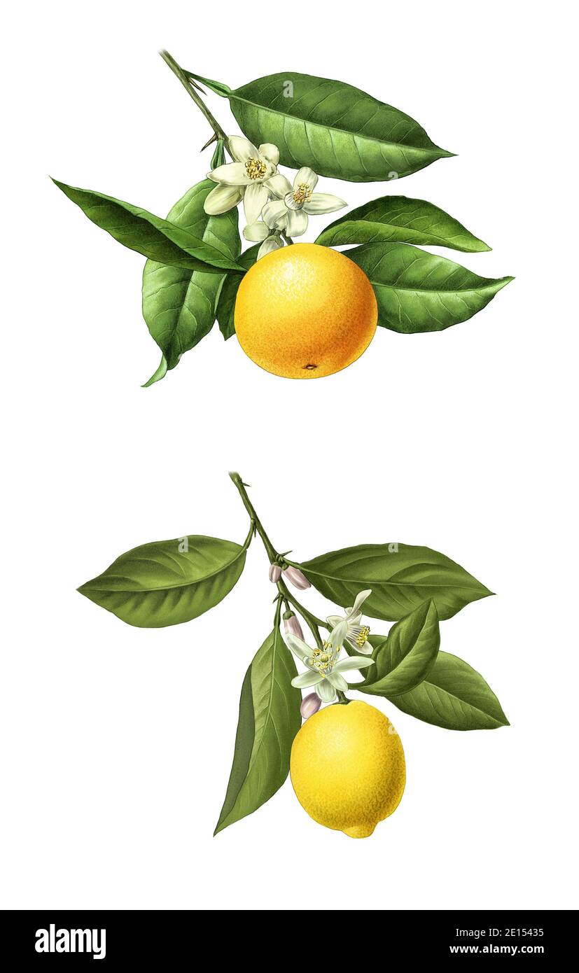 a detailed illustration of oranges and lemons Stock Photo Alamy