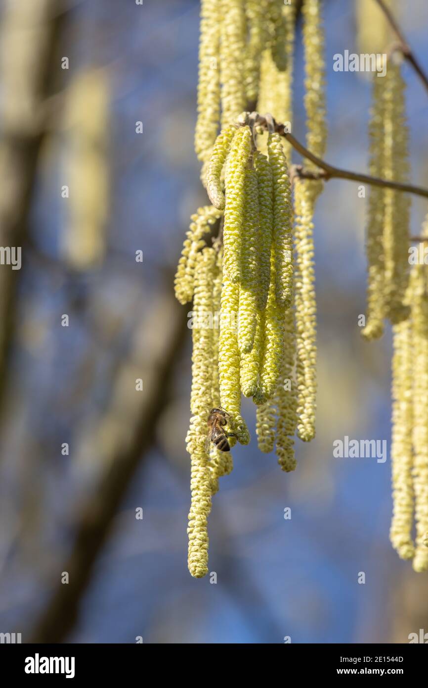 Milow Catkin With Bee At The End Of February Stock Photo