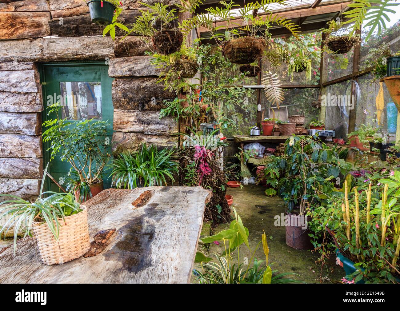 Interior of an old rustic green house with potted plants Stock Photo