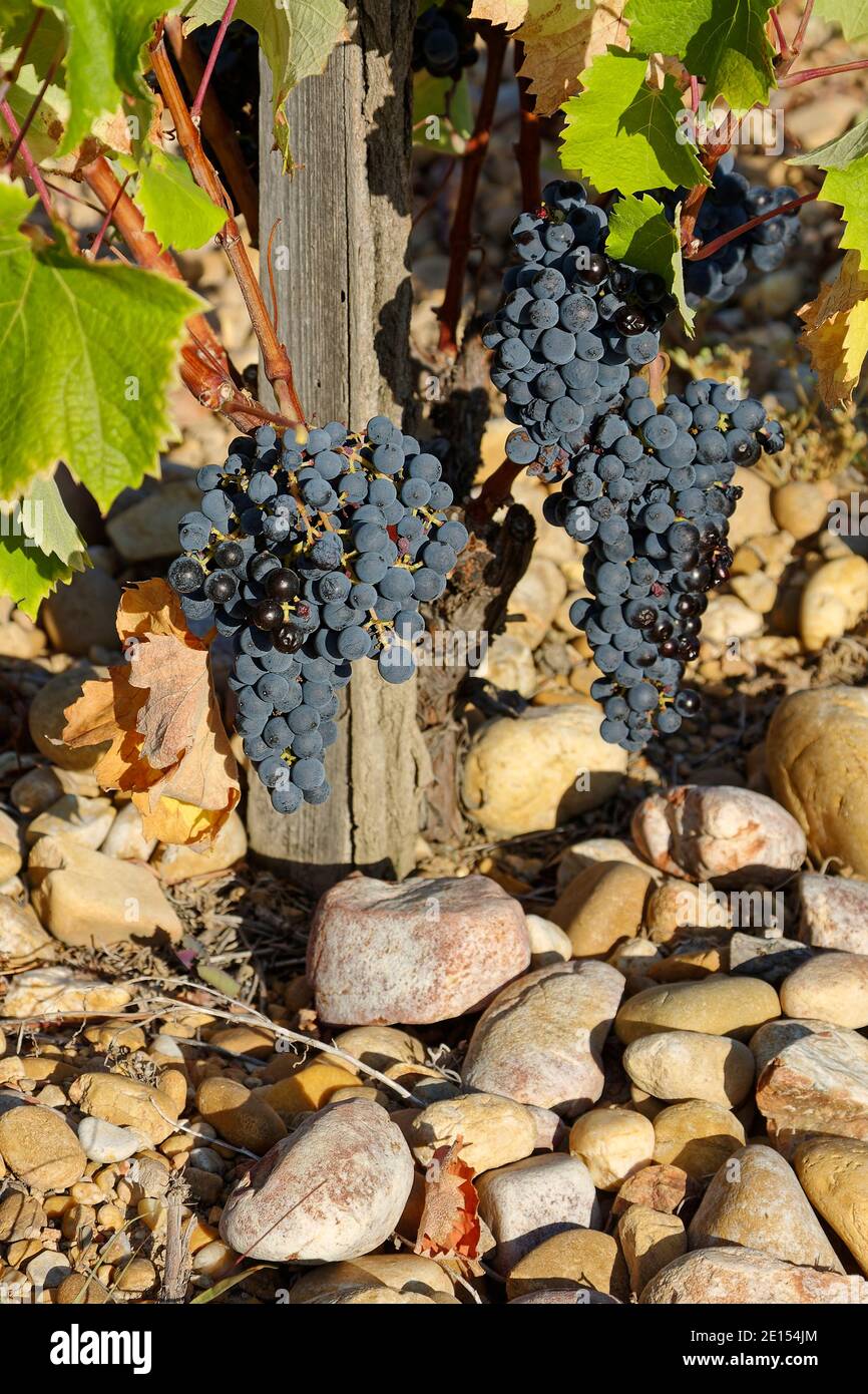 Grapevine Purple Grapes Stones Wood Post Vineyard Beverage Production Chateauneuf Du Pape Provence France Summer Stock Photo Alamy Grapevine Purple Grapes Stones Wood Post Vineyard Beverage Production Chateauneuf Du Pape Provence France Summer Stock Photo Alamy
