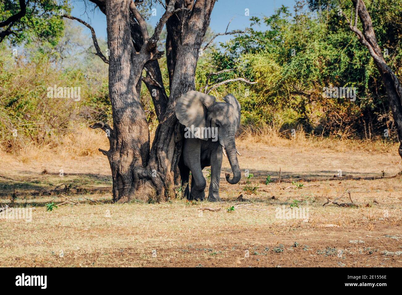 Elephant rubbing its skin against tree in South Luangwa National Park, Zambia, Africa Stock Photo