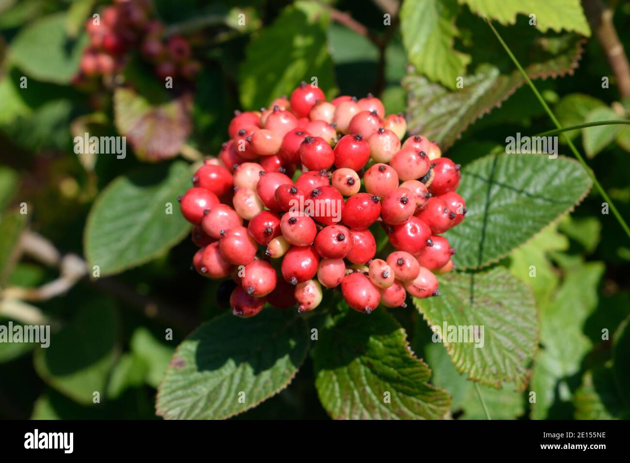 Uk Poisonous Plants High Resolution Stock Photography and Images Alamy