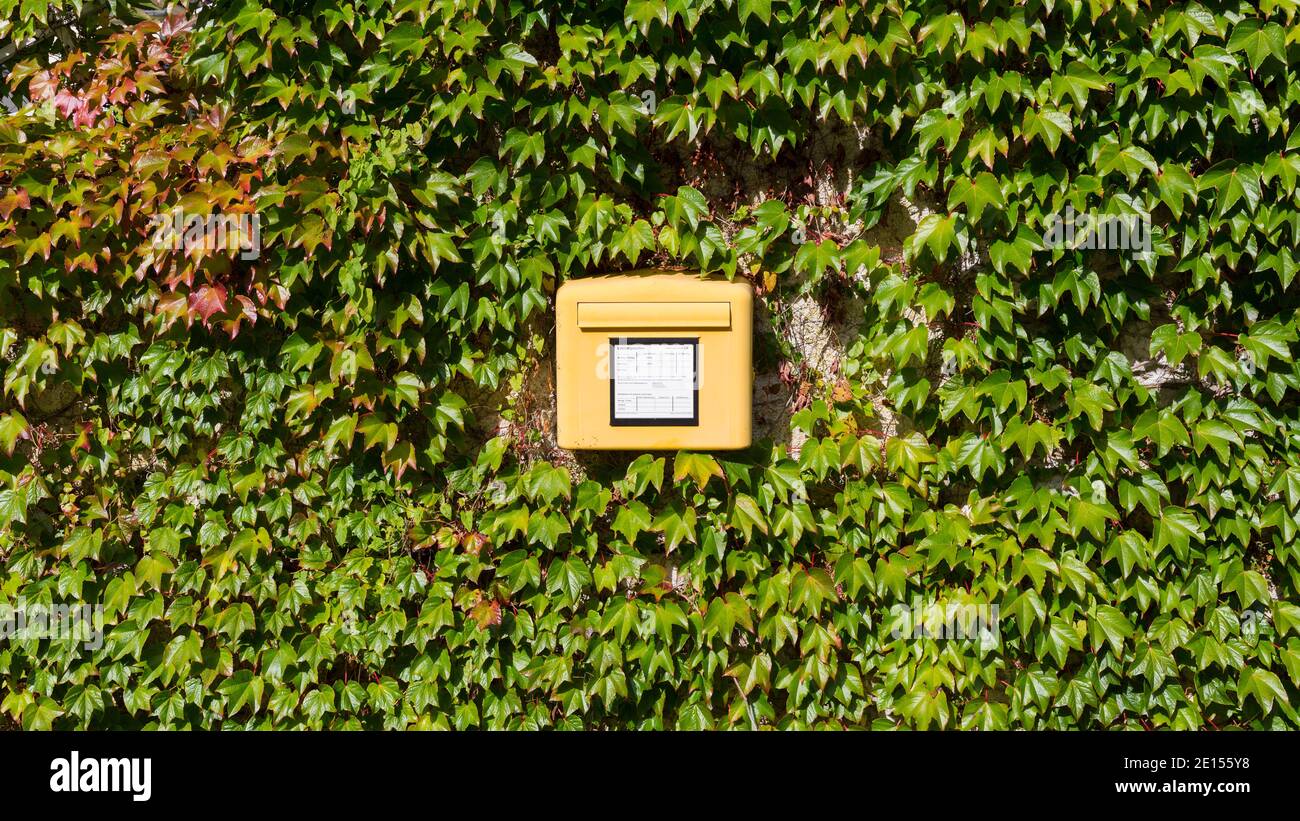 Kochelsee, Germany - Oct 1, 2020: Mailbox (offline) between ivy. Symbol for writing a letter, sending a message, environment-friendly post delivery se Stock Photo