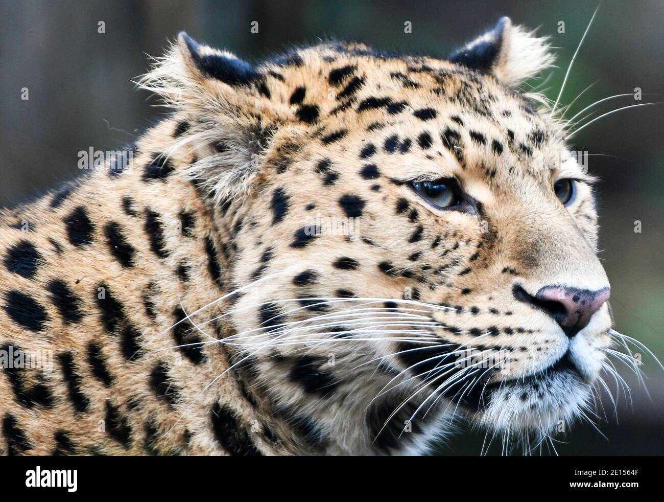 Amur Leopard (Panthera pardus orientalis) Stock Photo
