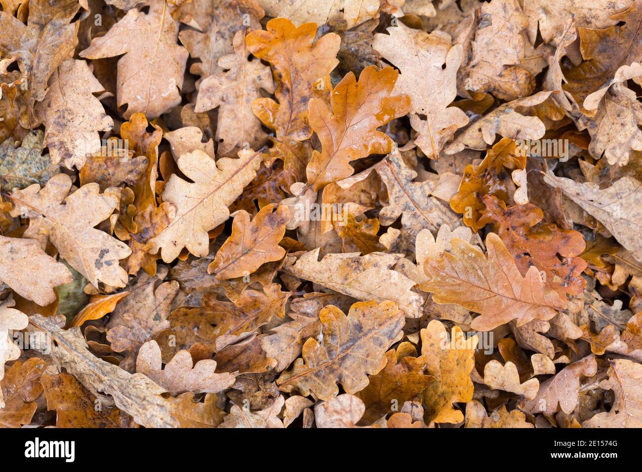 Oak leaves on the ground. Autumn foilage with different shades of brown. Symbol for fall. Stock Photo