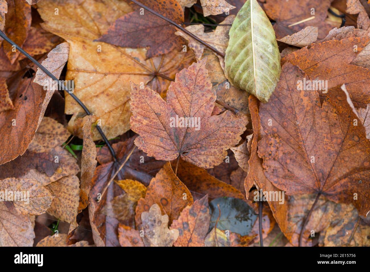 Brown leaves on the ground, a maple leave in the center. Top down view. Stock Photo