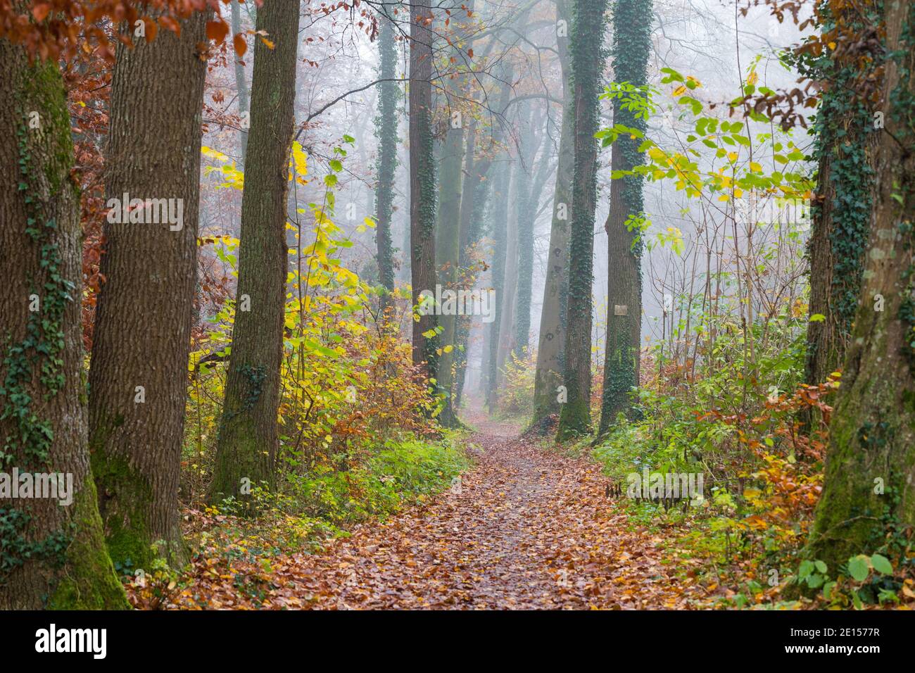 Path Inside A Tree Ground path inside forest hi-res stock photography and images - Alamy