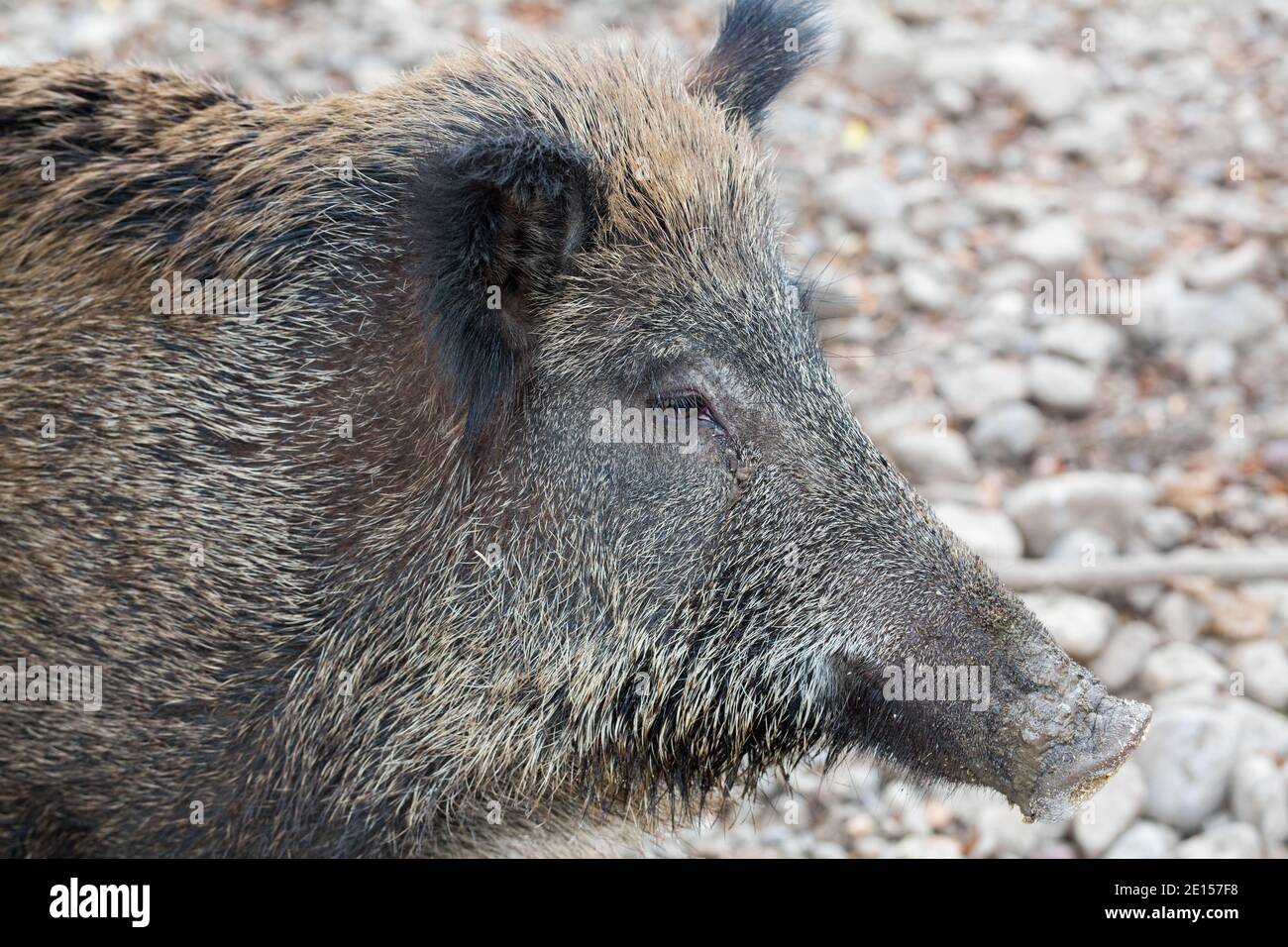 Portrait of a wild boar. Side view on head with eyes, ears and snout