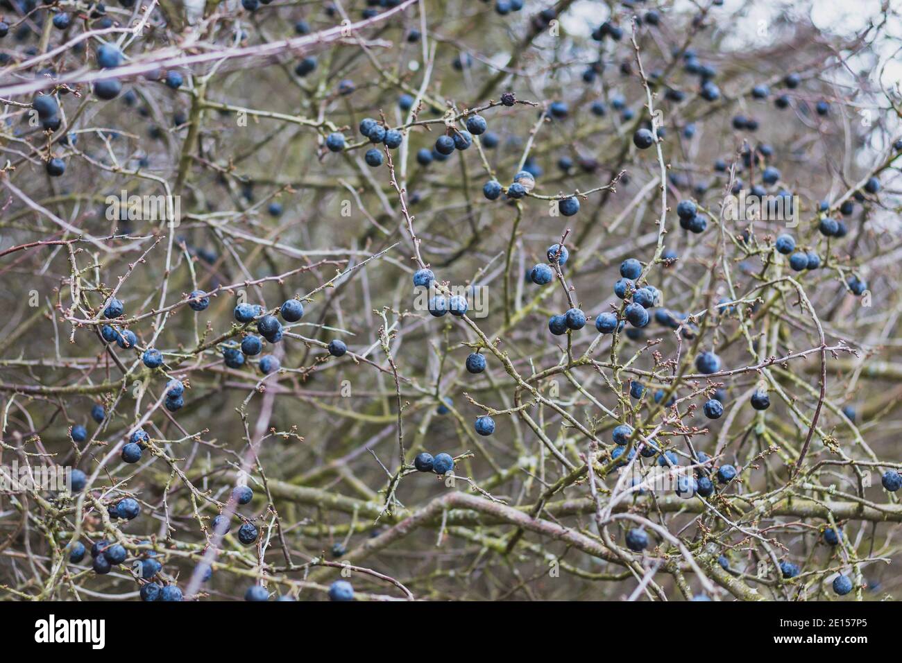 frozen fruits of blackthorn on a bush in winter, close up view Stock Photo