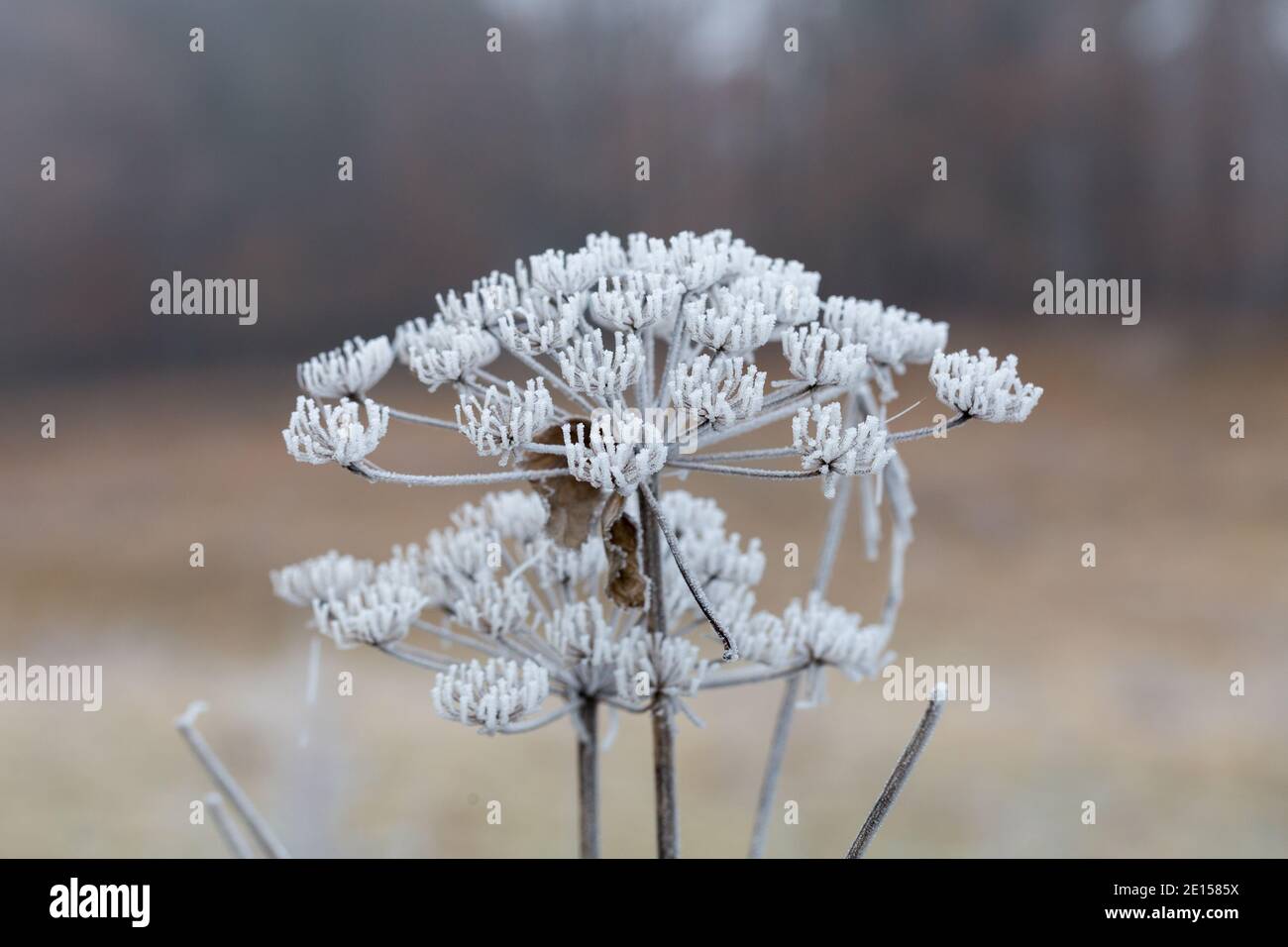 Ice-covered plant (umbelliferae) during winter season. Symbol for cold weather and frost. Stock Photo