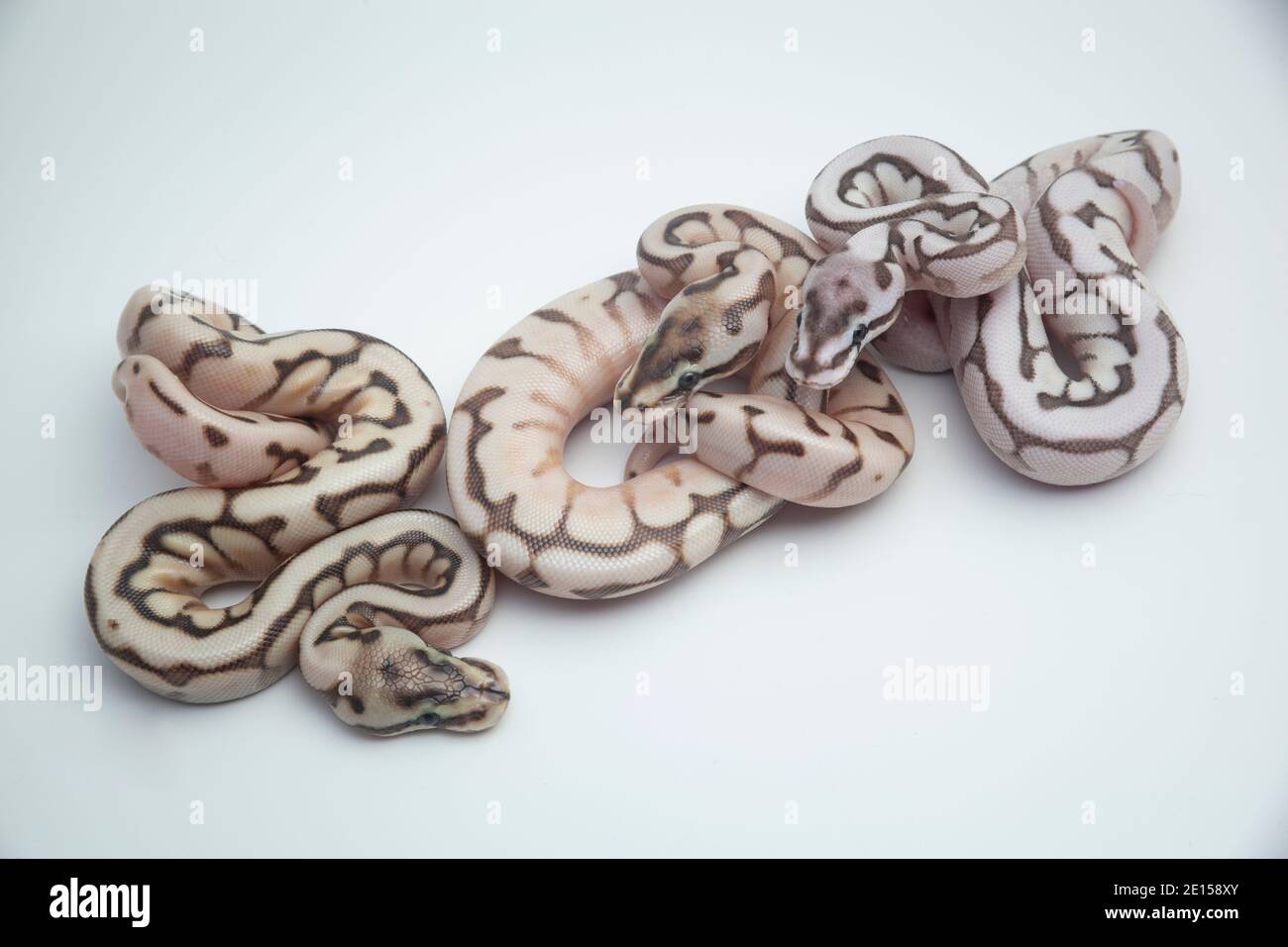Ball python hatchlings hi-res stock photography and images - Alamy