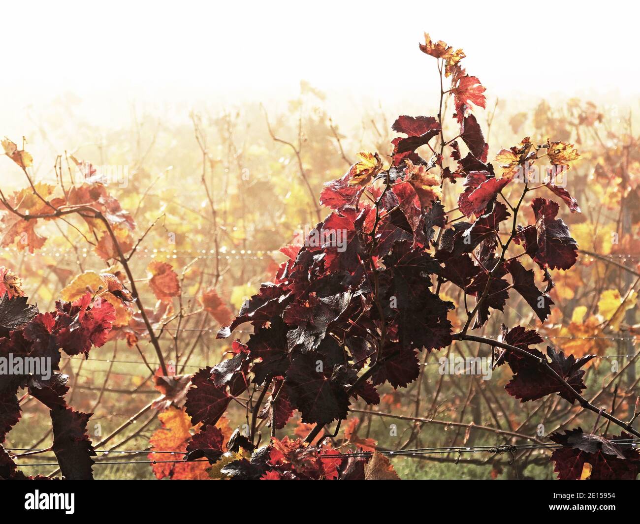 It Is Autum In A Vineyard In Winegrowing District Rhinehesse, Spiesheim, Rhineland-Palatinate Stock Photo