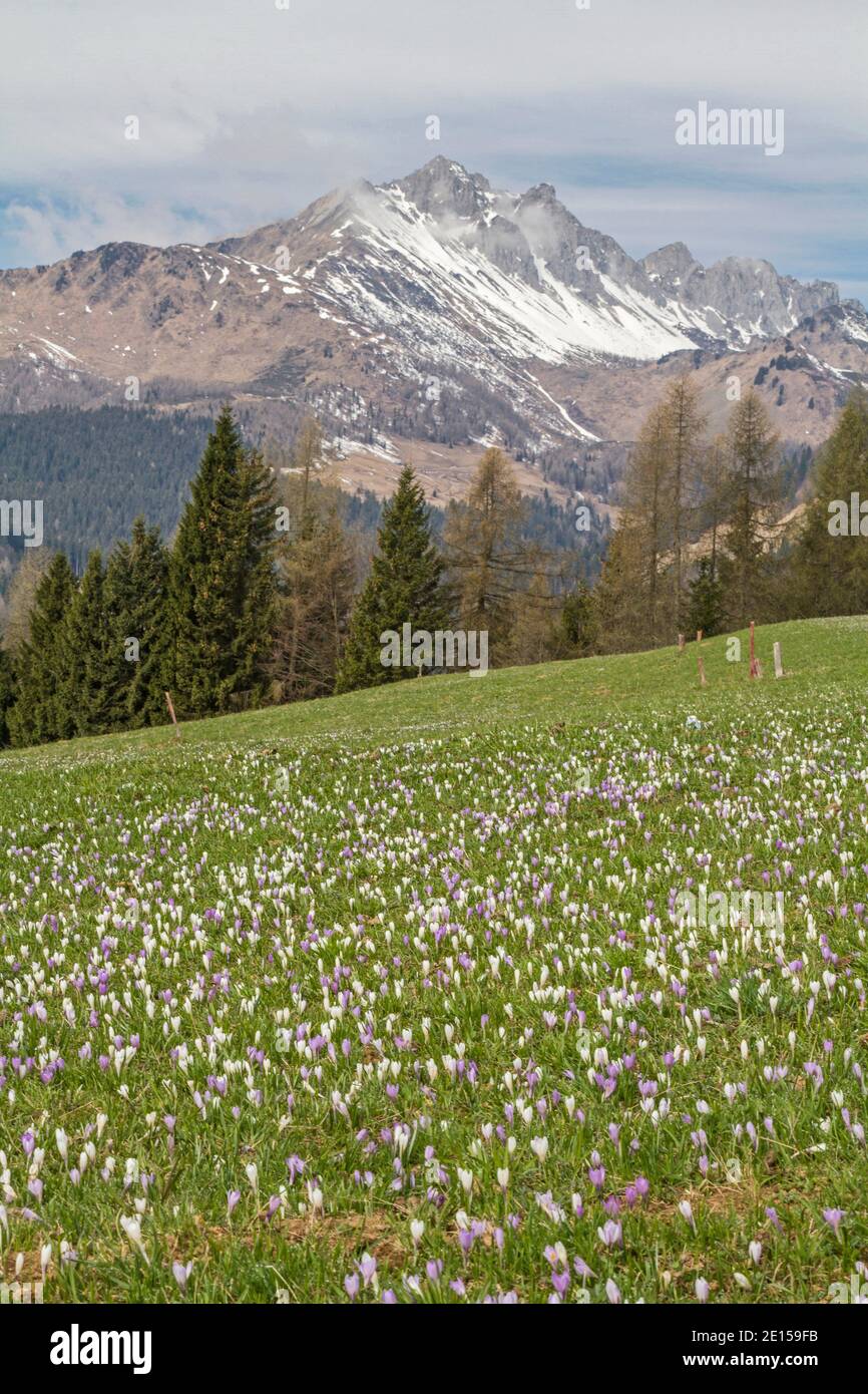 Crocus Meadow At Sauris - Spring In The Carnic Alps Stock Photo