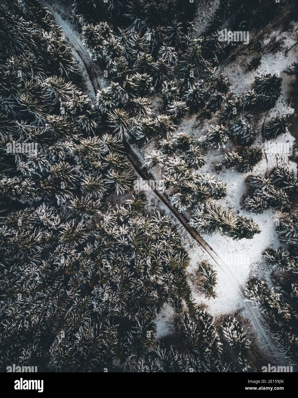 High pines in snowy forest hi-res stock photography and images - Alamy