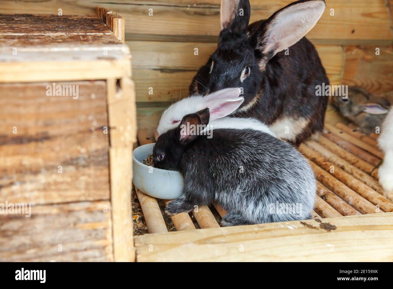 Many different small feeding rabbits on animal farm in rabbithutch
