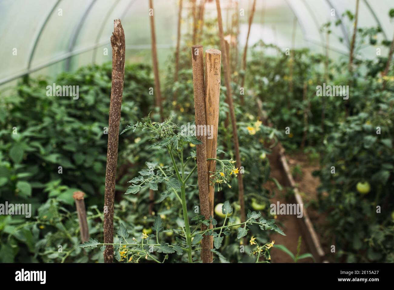 Inside the greenhouse, heatloving plants in the beds tomato ripening