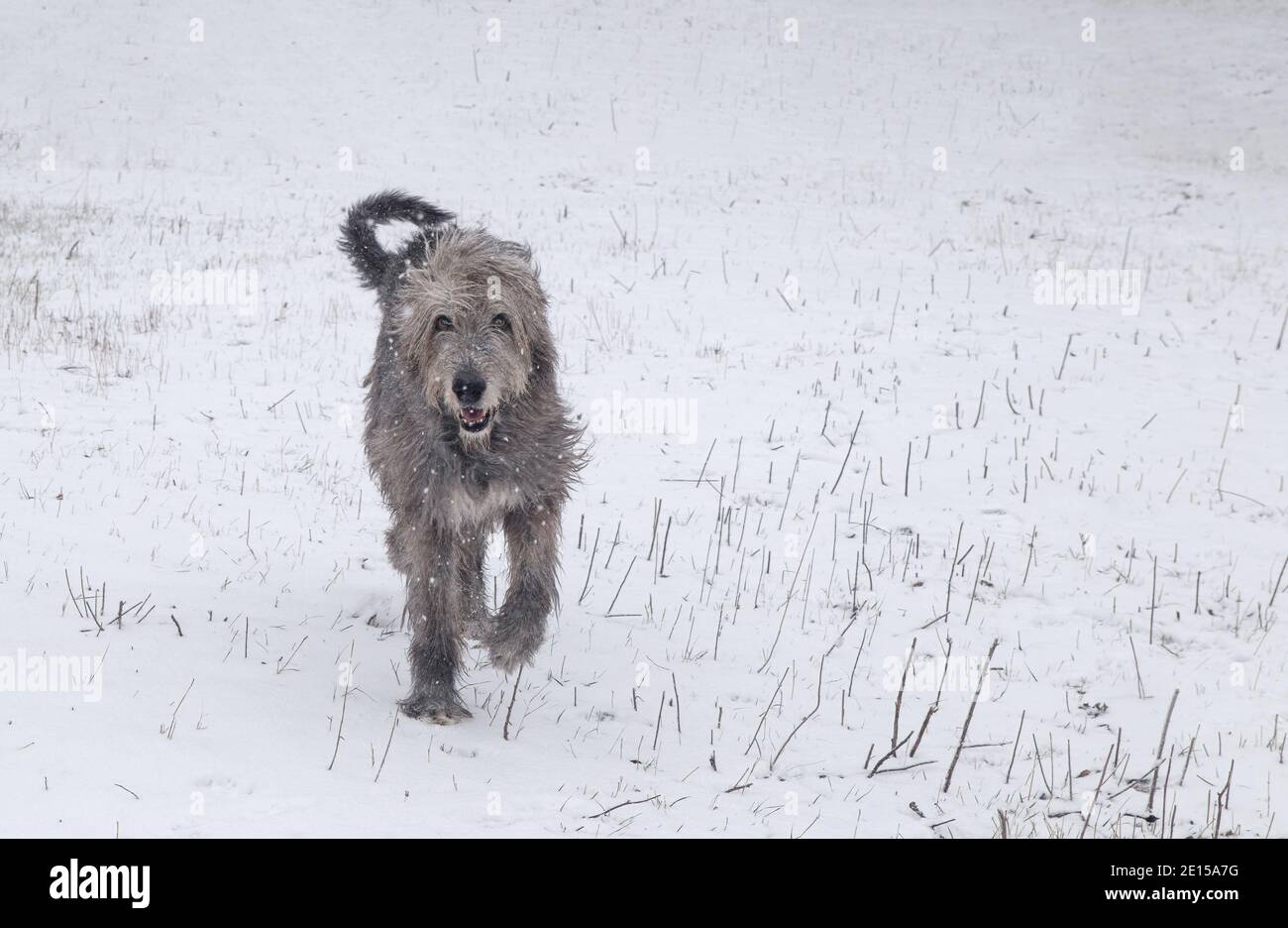 Large gray Irish wolfhound runs in the snow. Stock Photo