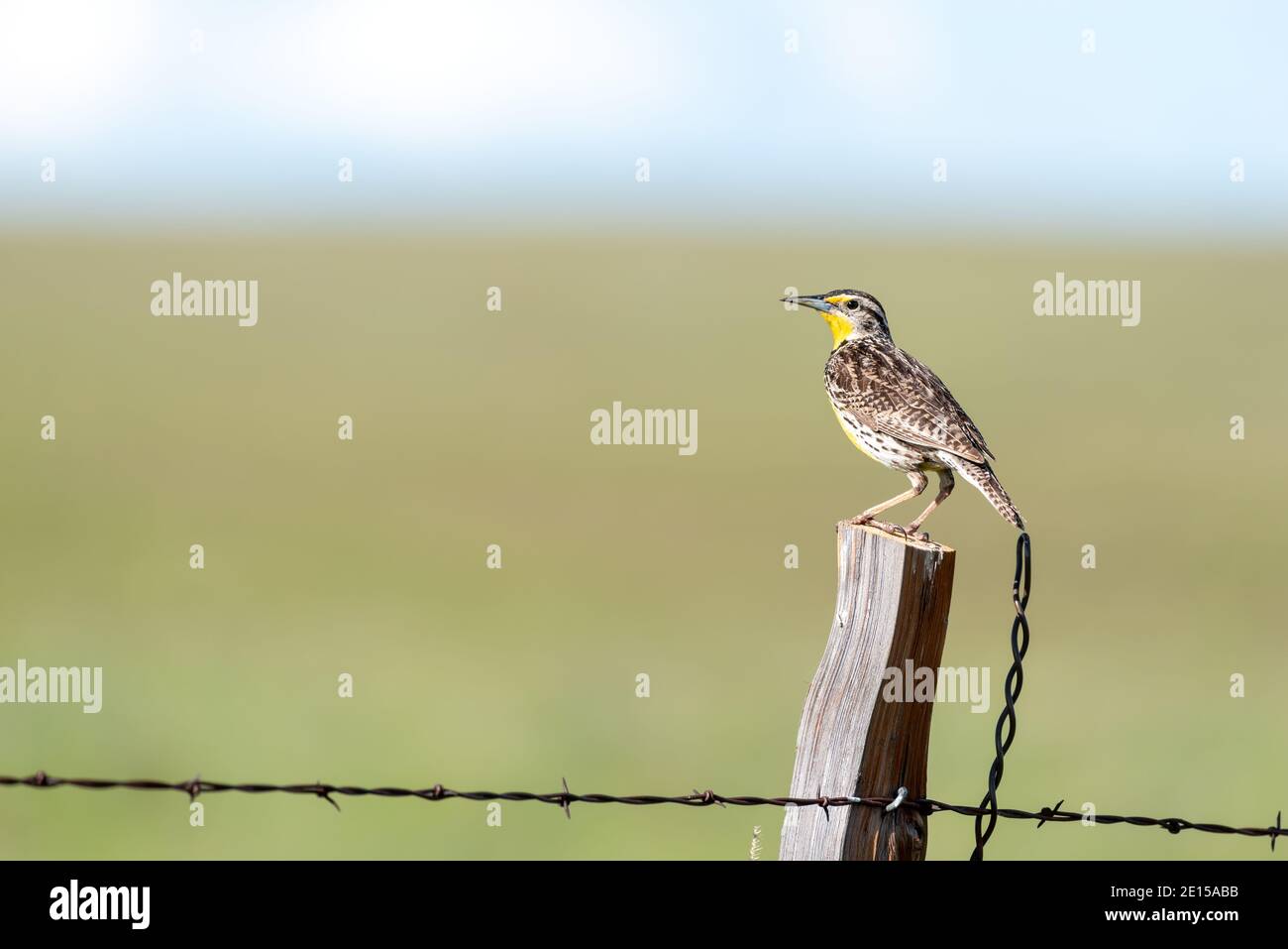 Western meadowlark, Sturnella neglecta, on a fencepost, Wallowa County, Oregon. Stock Photo