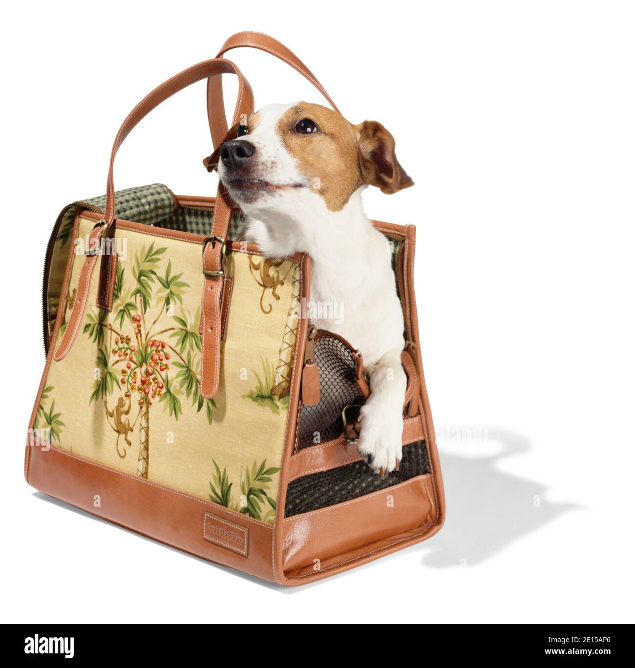 cute dog carrier