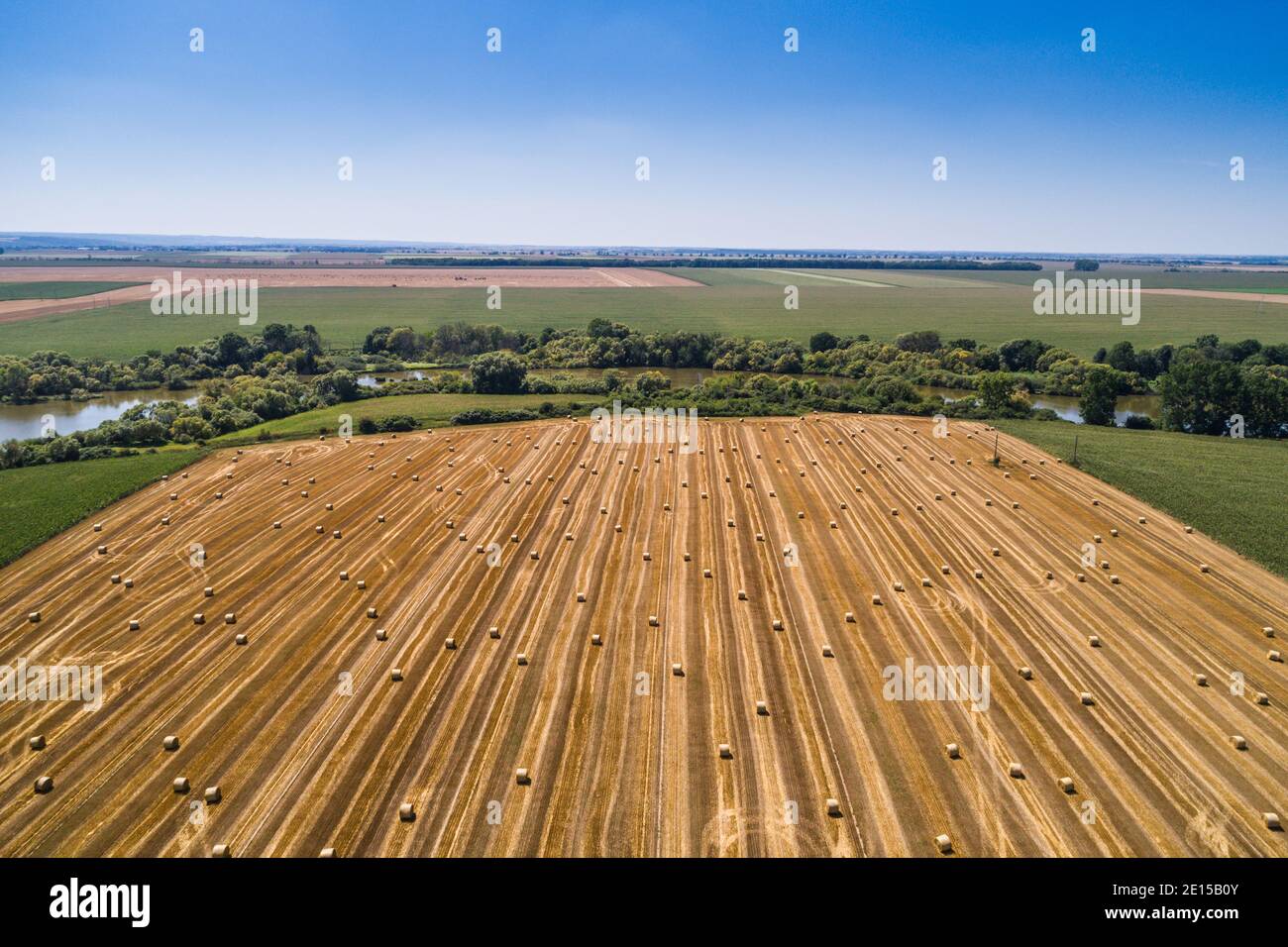 Golden hay bales in a large open field during harvest season Stock ...