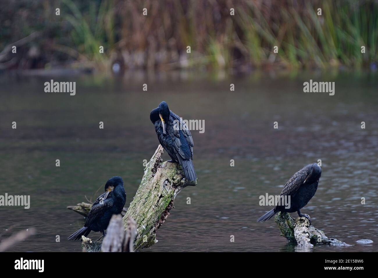 Cormorants (Phalacrocoracidae) at the Floridsdorf water park Stock Photo