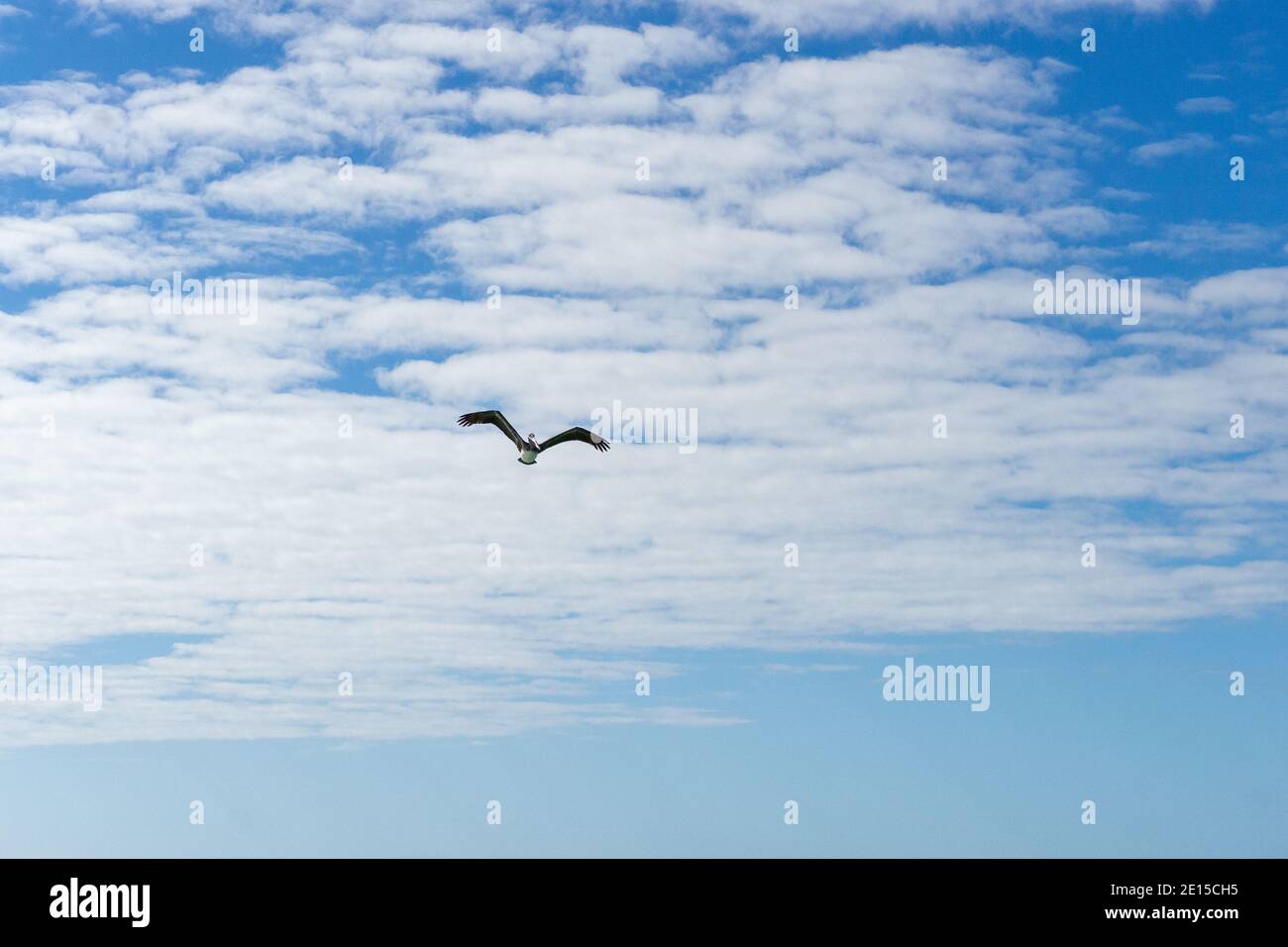 Pelican flying overhead along the beach in Florida Stock Photo
