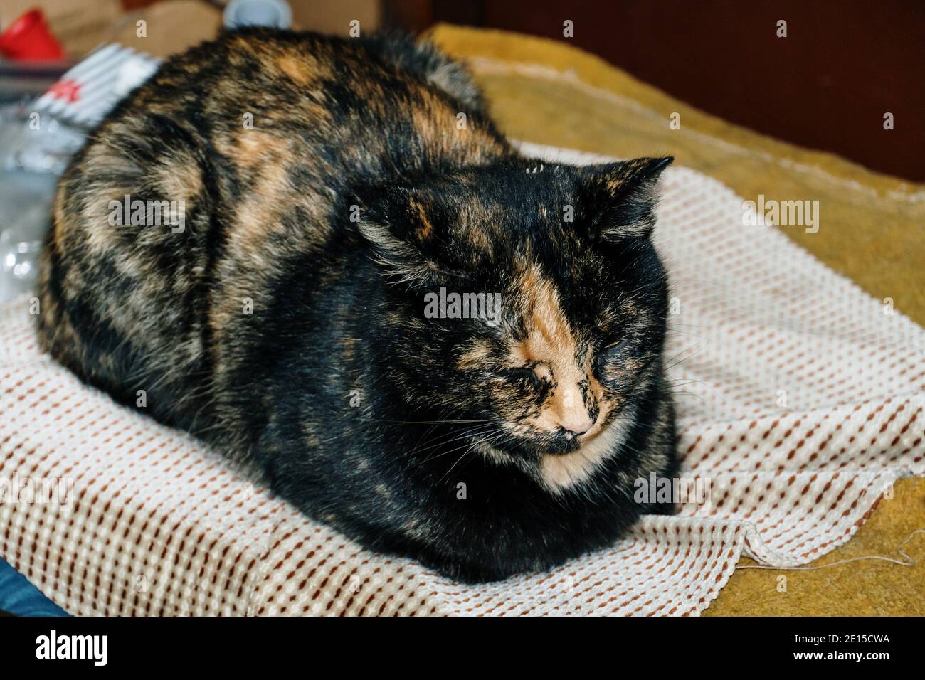 Ginger cat sleeping on a chair Stock Photo