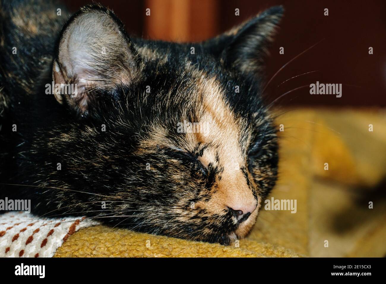 Ginger cat sleeping on a chair Stock Photo