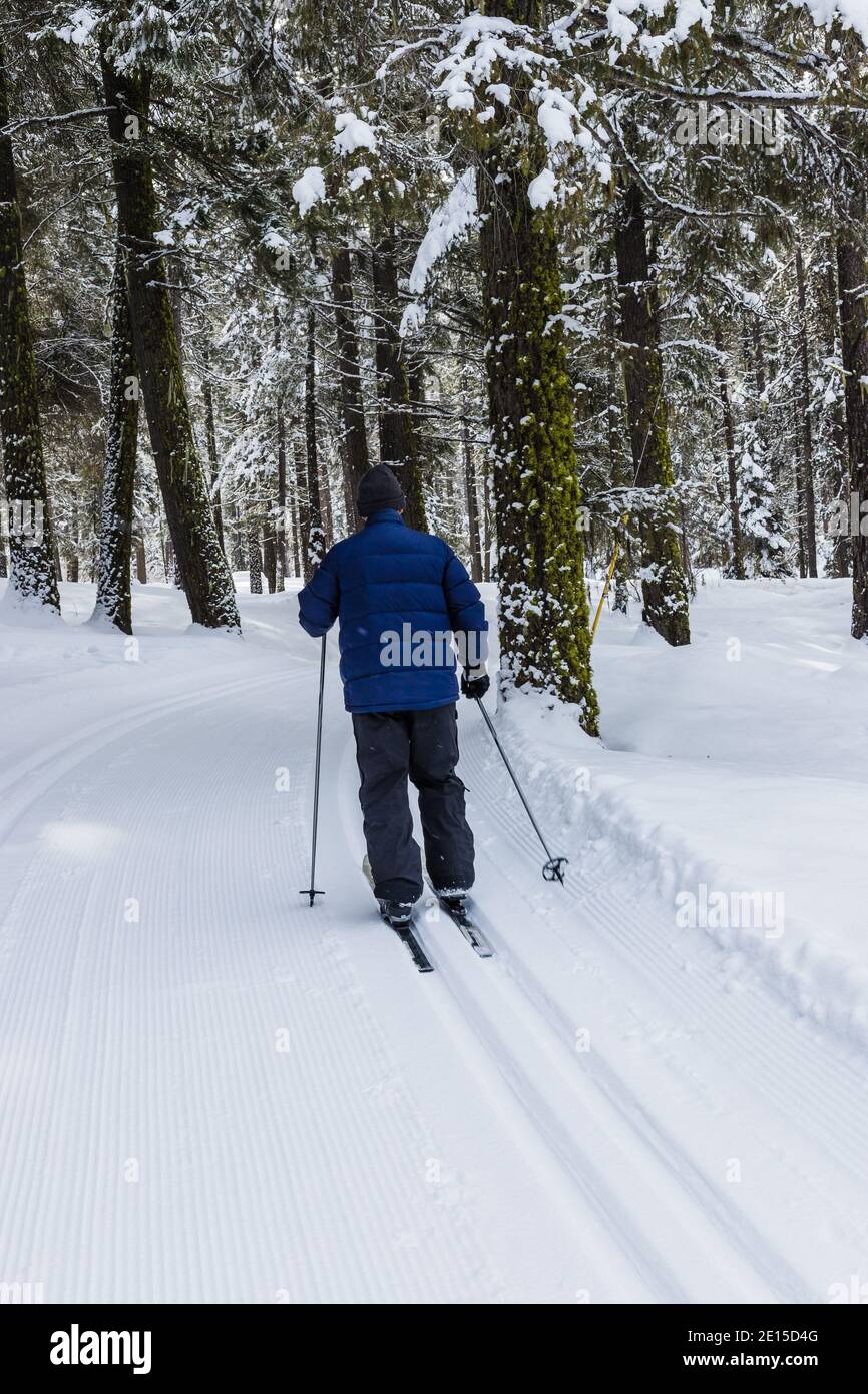 Cross-Country Skier on Groomed Track in Forest Stock Photo