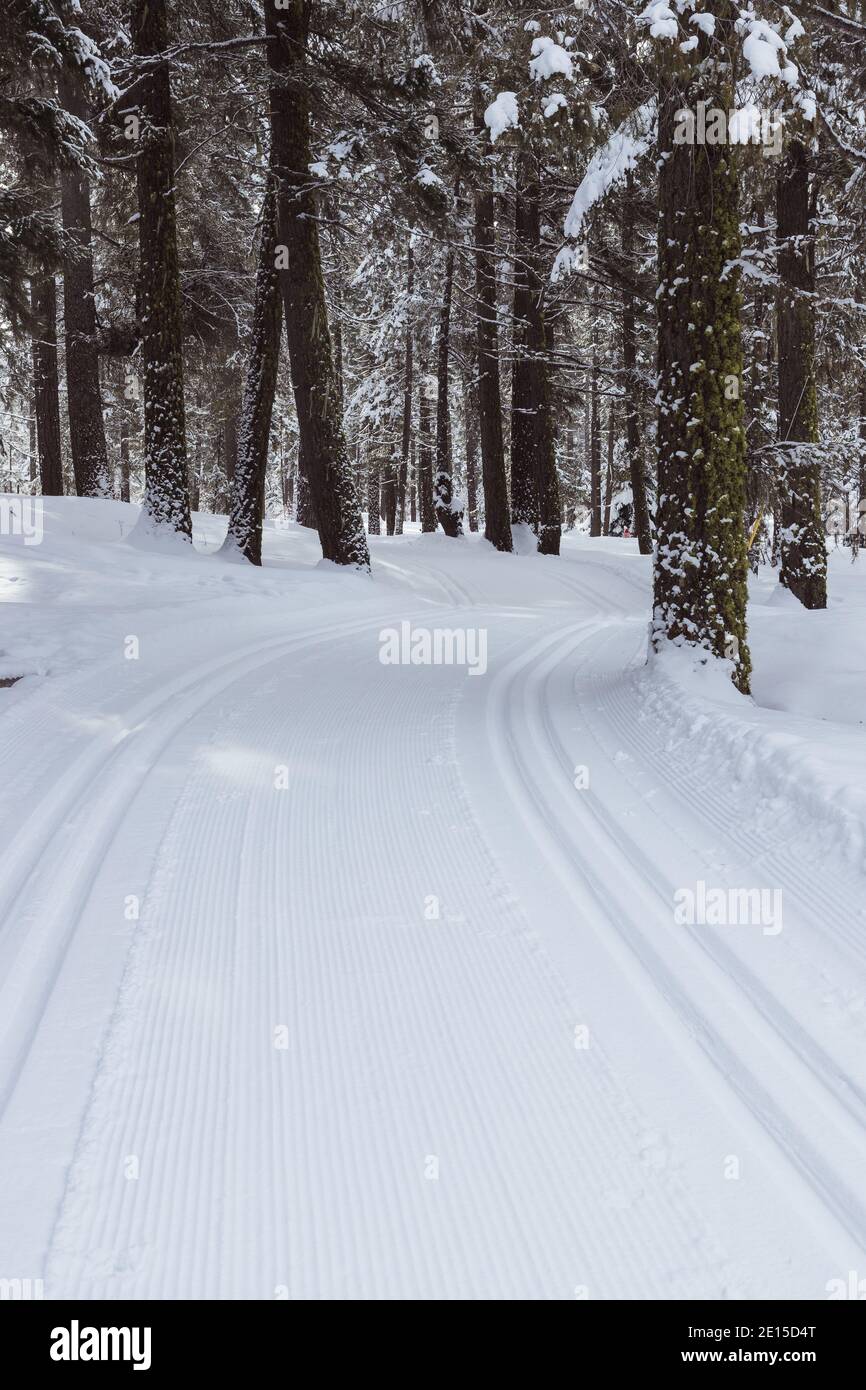 Groomed Cross-Country Skiing Track Through Forest of Trees Stock Photo