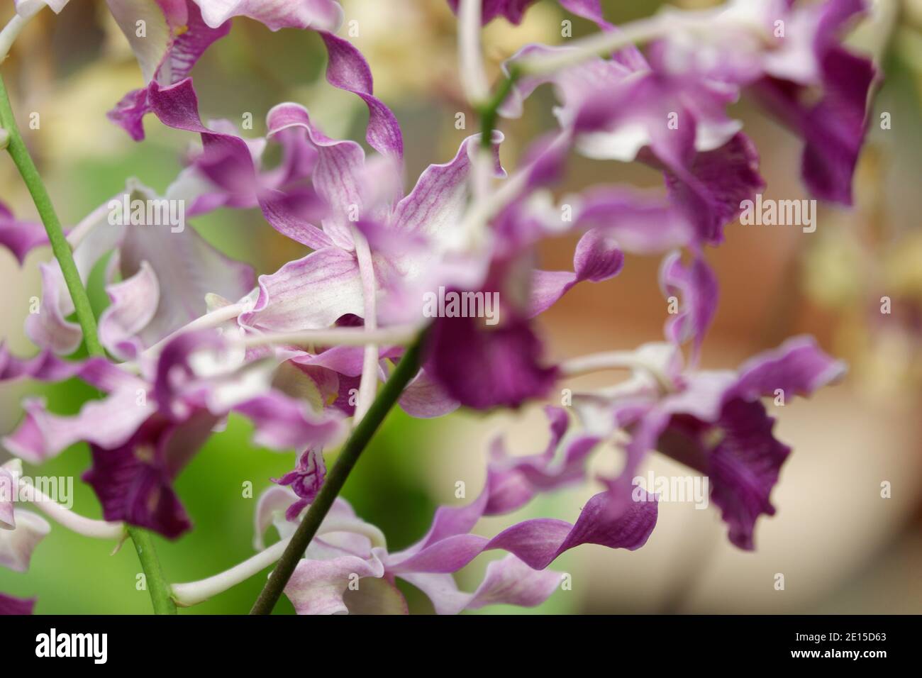 selective focus close up image of purple curly dendrobium orchid flowers full bloom in the garden isolated blur background Stock Photo