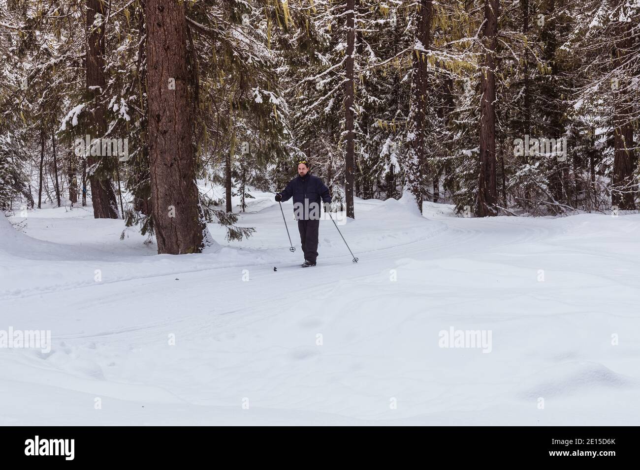 Man Cross-Country Skiing on Groomed Track in Forest Stock Photo