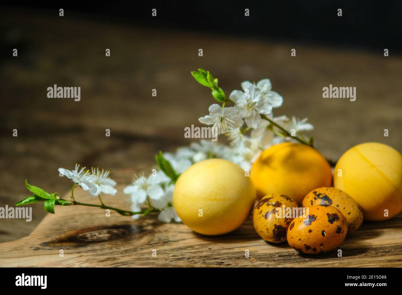 Still life of Easter eggs and branches of blossoming cherry on a black background. Dark photo and copy space. Stock Photo