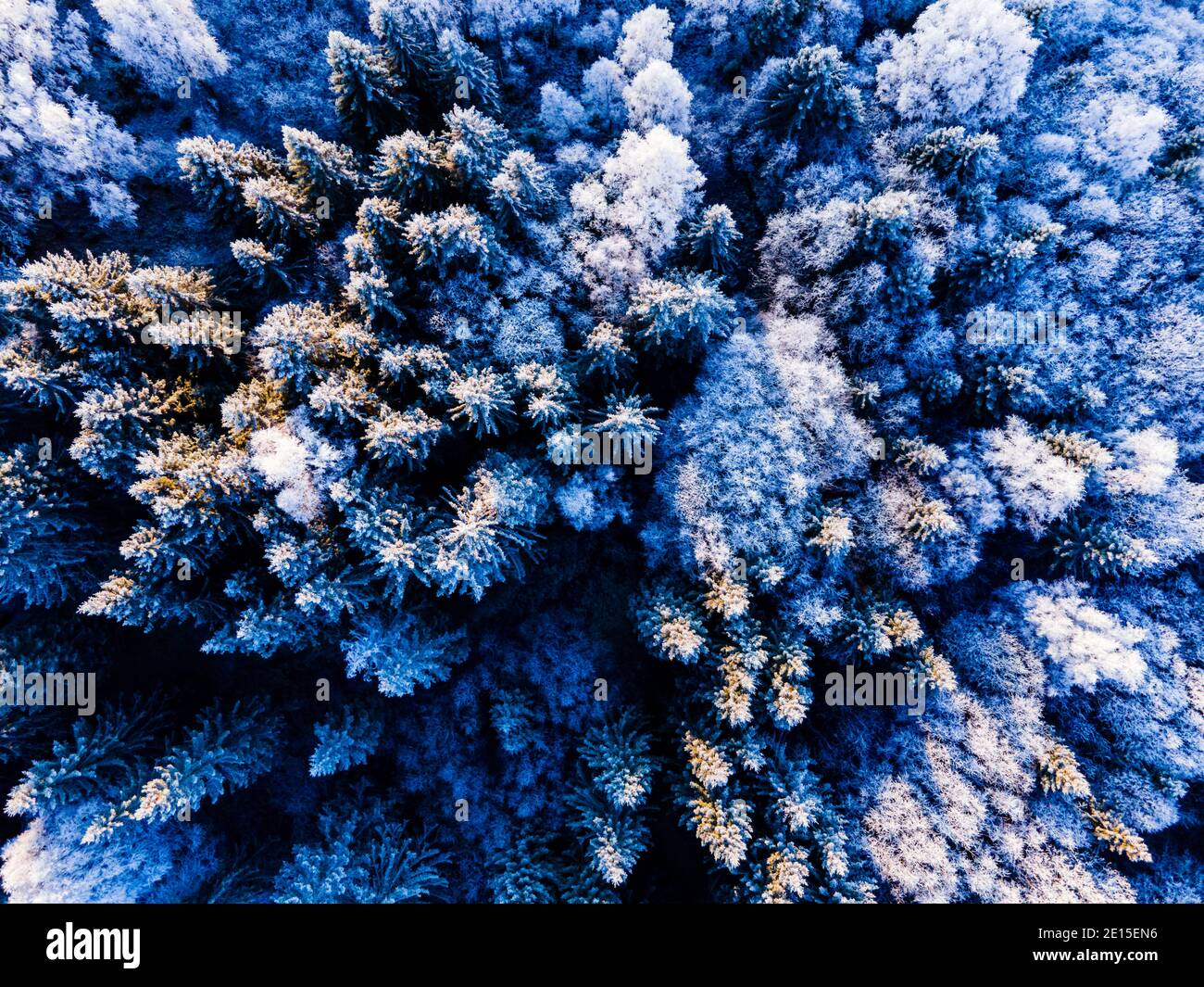 Pine tree tops covered in white frost on a cold winters morning,  Stock Photo
