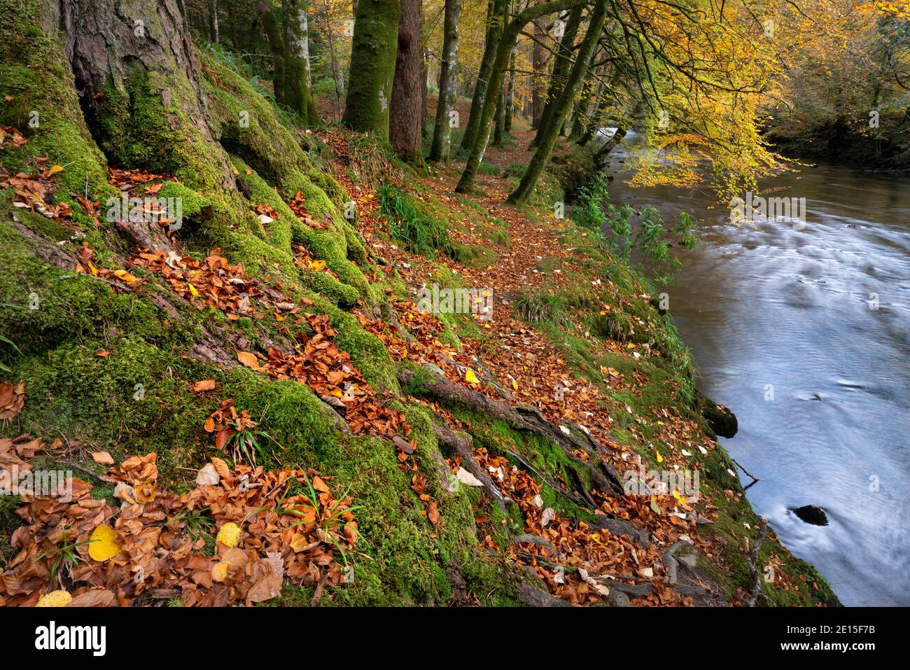 Glencoe, Scotland: Beech trees in fall color overhanging the river Coe Stock Photo