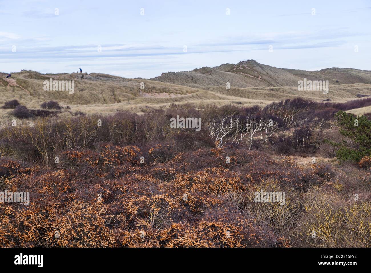 The changing landscape and colours as Formby Woods merges into the Marram grass covered sand dunes. Stock Photo