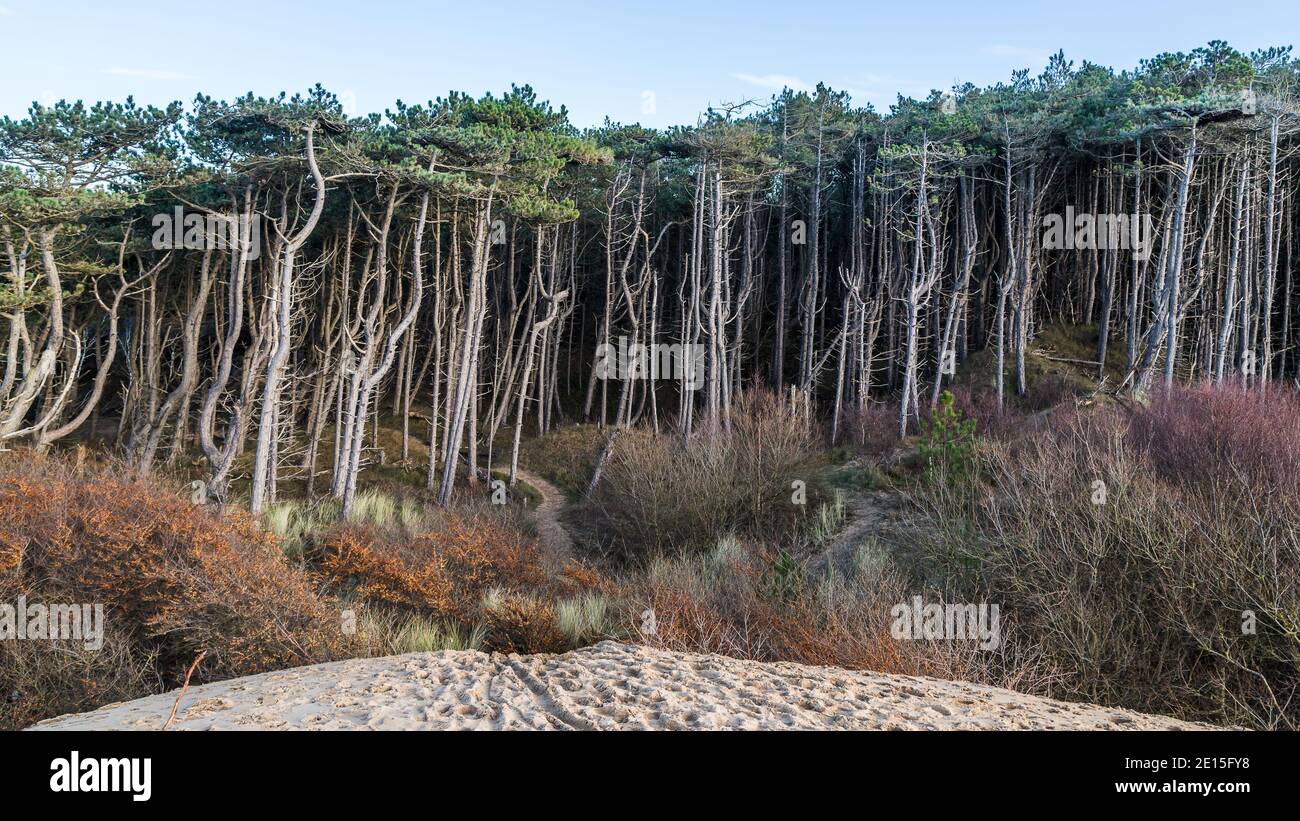 Edge of Formby pine woods near Liverpool, captured from a tall sand dune in January 2021. Stock Photo