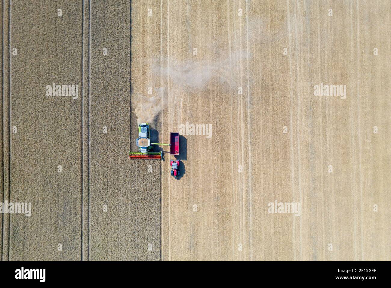 Combine harvester and a tractor harvesting the wheat on a field