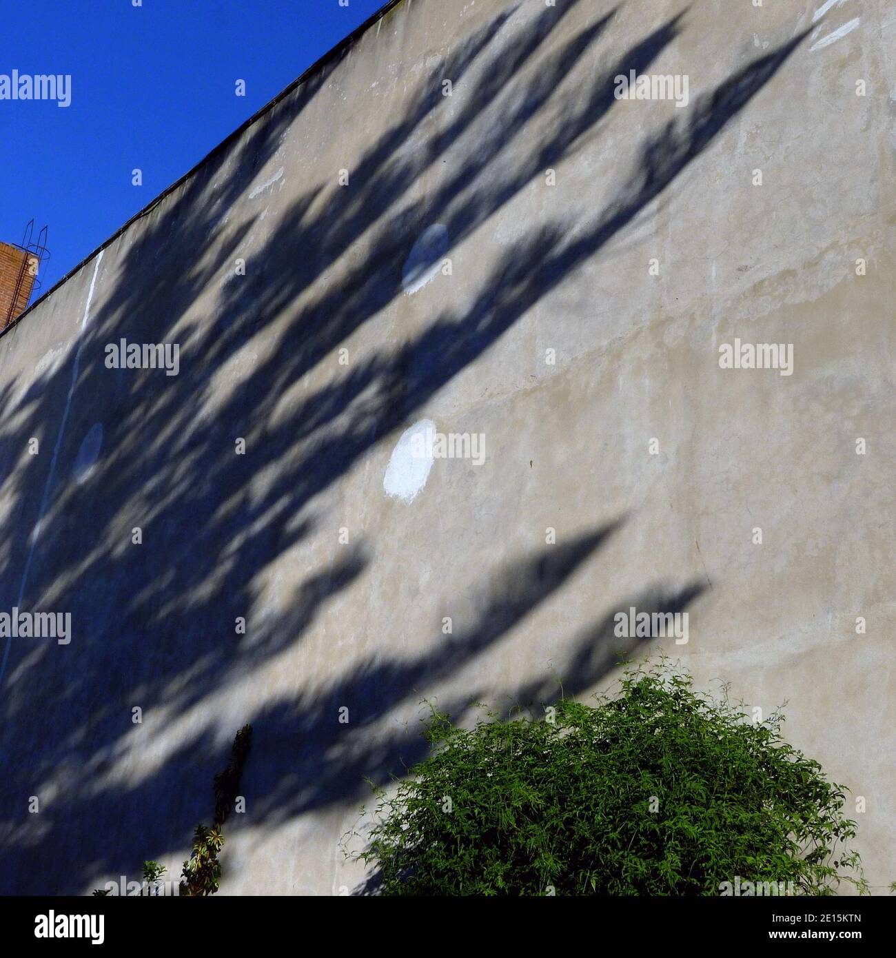 Tree shadow concept death time concrete wall textured background surface pattern photography copy space for text. Argentina Stock Photo