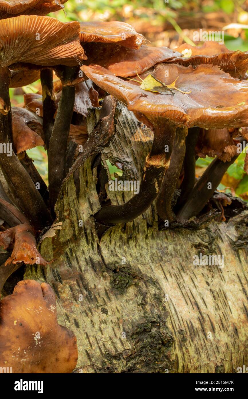 Intimate landscape with bark fungi exploding out of a rotting tree on an autumnal woodland floor Stock Photo