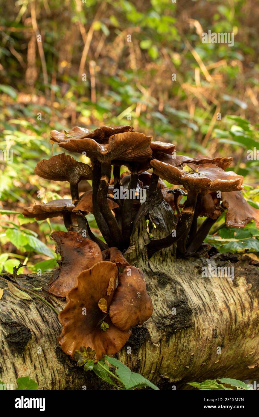 Intimate landscape with bark fungi exploding out of a rotting tree on