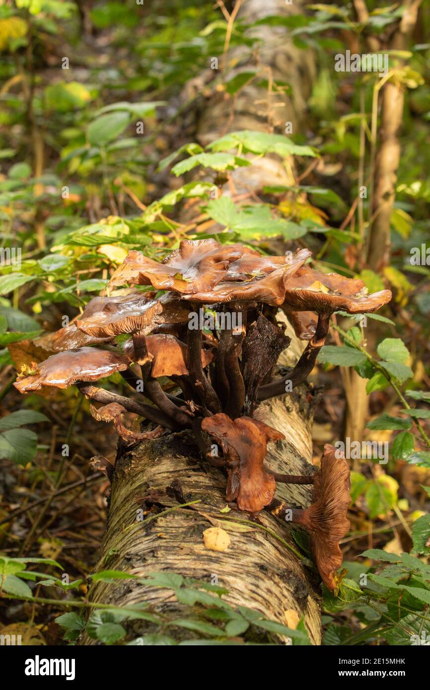 Intimate landscape with bark fungi exploding out of a rotting tree on an autumnal woodland floor Stock Photo