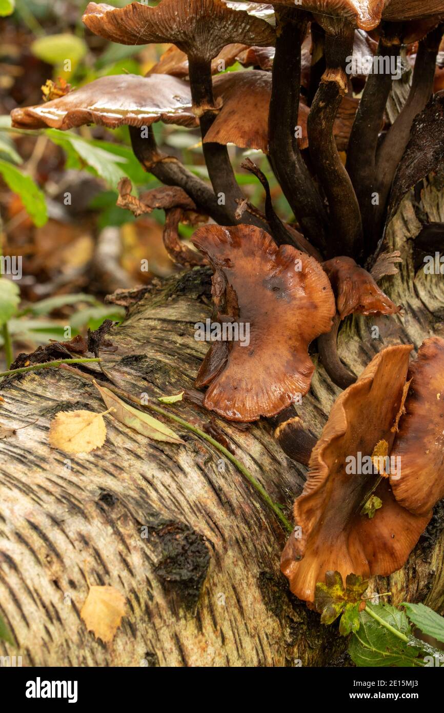 Intimate landscape with bark fungi exploding out of a rotting tree on