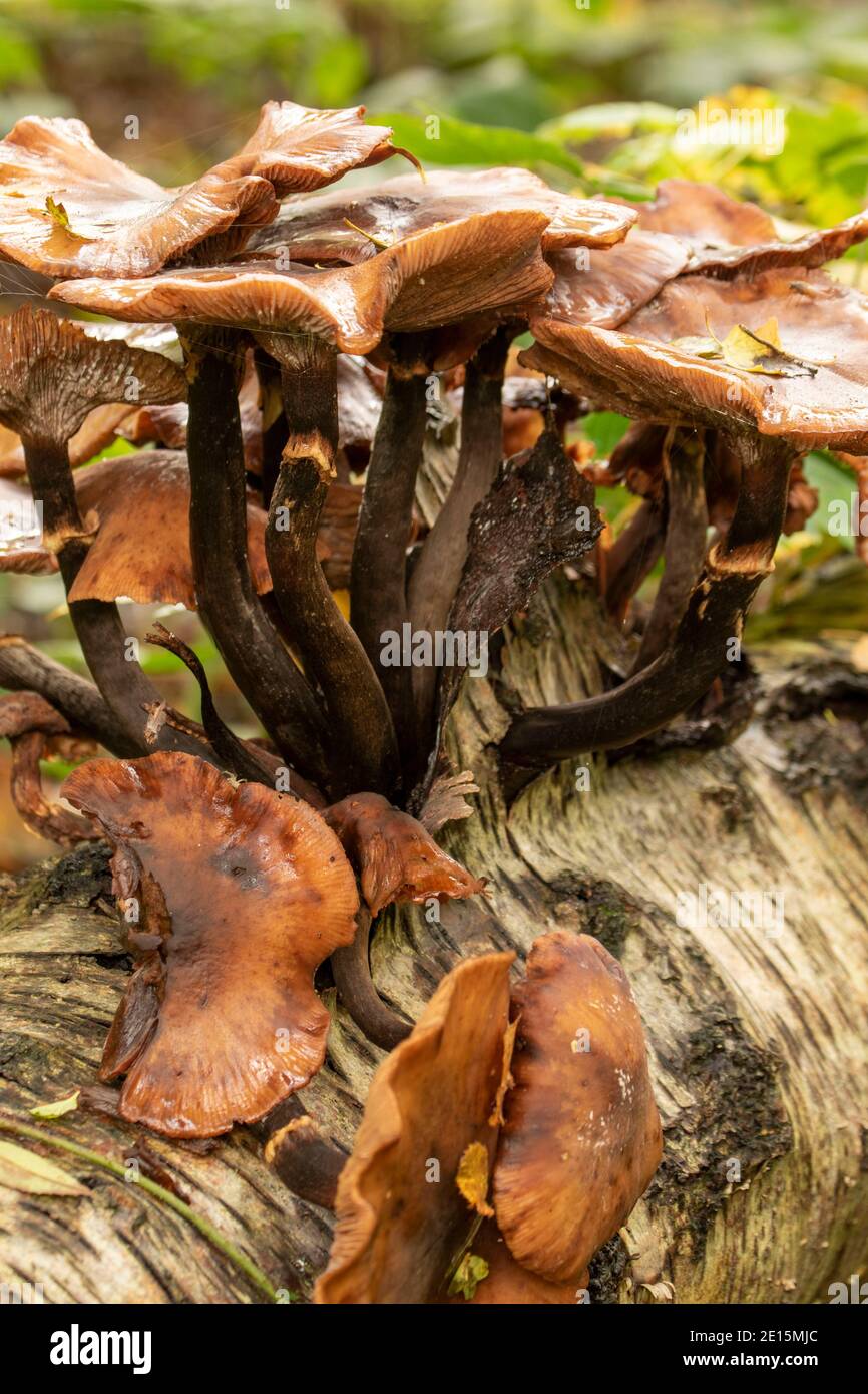 Exploding Tree's Bark Intimate landscape with bark fungi exploding out of a rotting tree on ...
