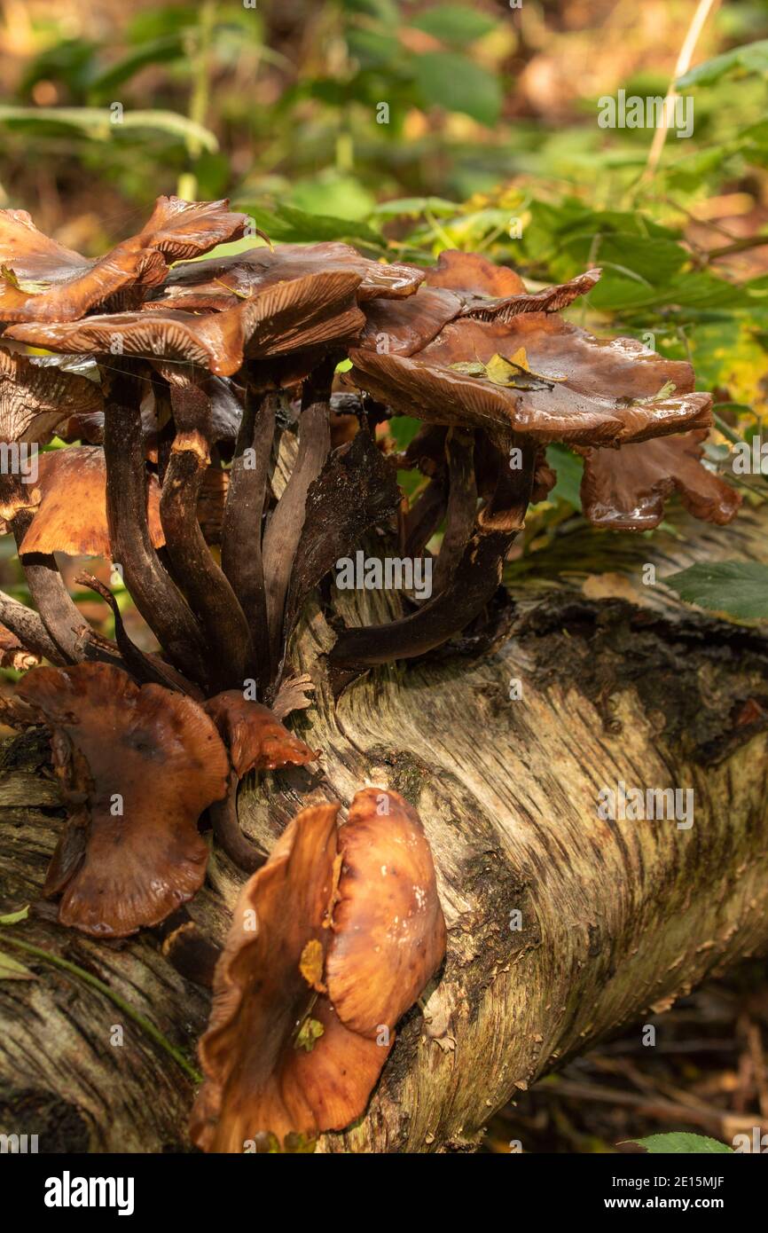 Exploding Tree's Bark Intimate landscape with bark fungi exploding out of a rotting tree on ...