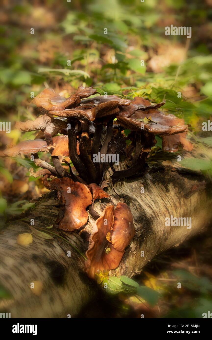 Intimate landscape with bark fungi exploding out of a rotting tree on